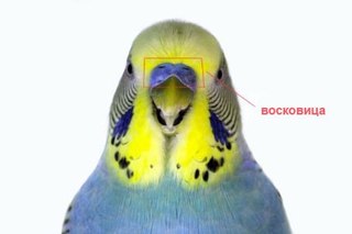 определение пола попугая