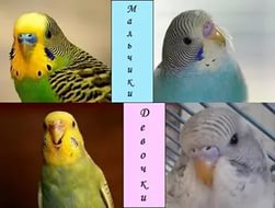 определение пола попугая