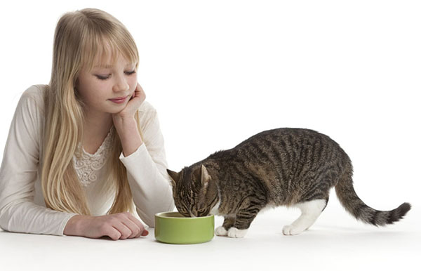Как правильно кормить кошку