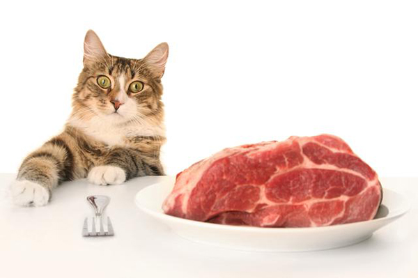 можно ли кормить кошку со стола