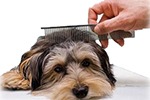 Как очистить шерсть собаки от различных загрязнений?