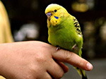Пернатый друг - волнистый попугай