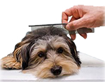 Как очистить шерсть собаки от различных загрязнений?